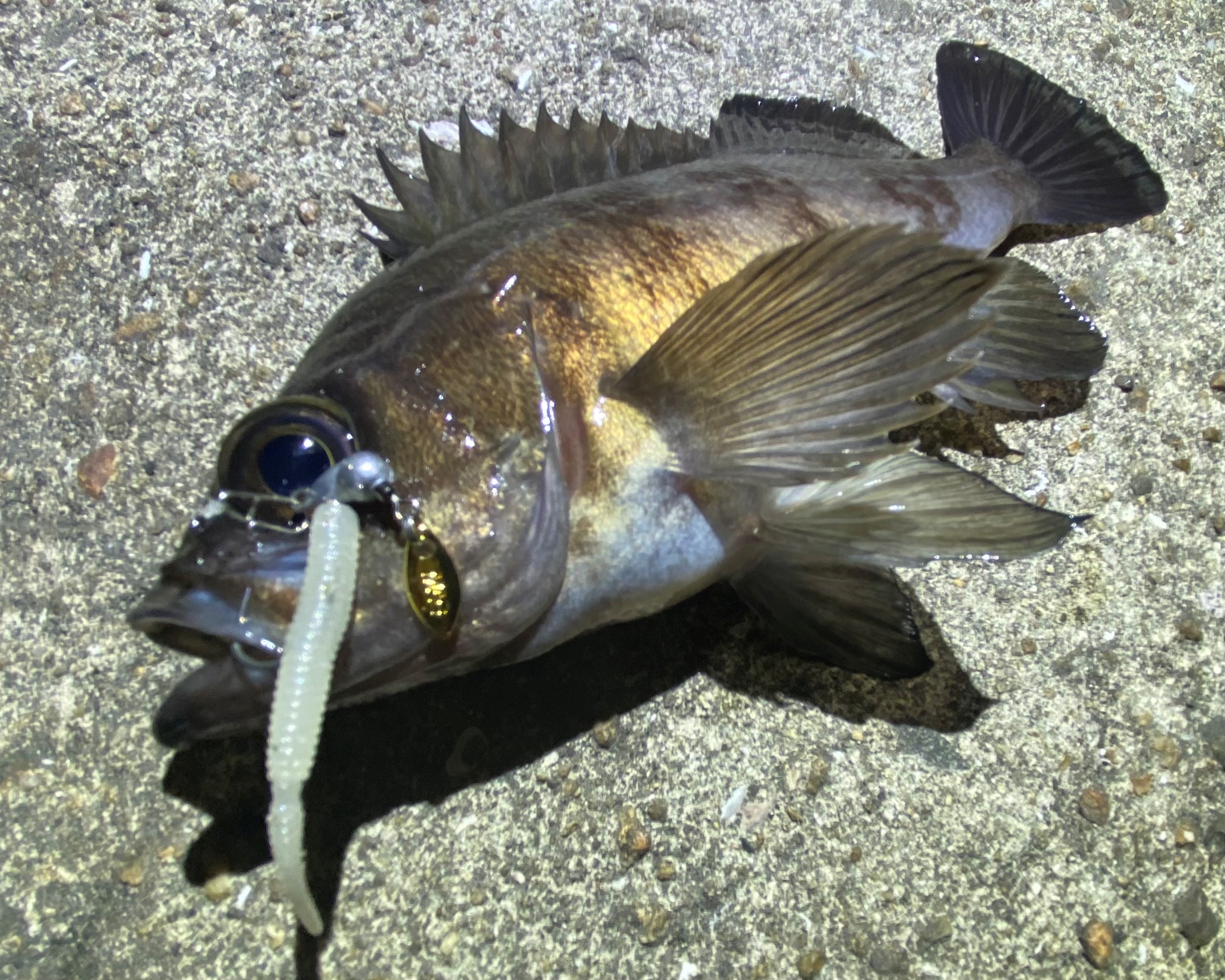 よしくん BLOG】大阪湾奥メバリング事情 | IRIE FISHING CLUB